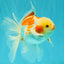 A Grade Kohaku Oranda Male 6-6.5 inches #090426OR_10