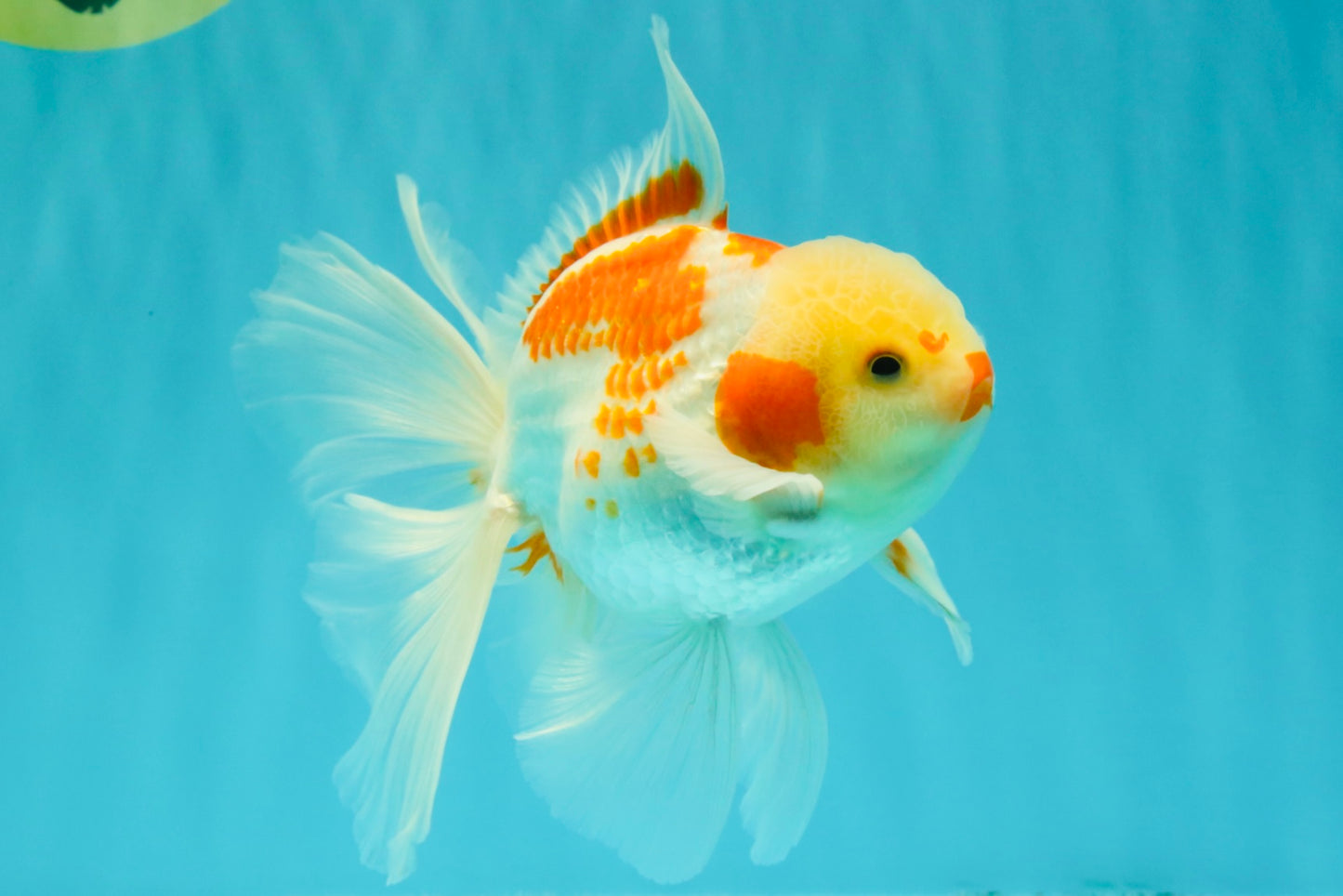A Grade Kohaku Oranda Male 6-6.5 inches #090426OR_10