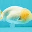 White LionChu Female 4-4.5 inches #050126LC_20