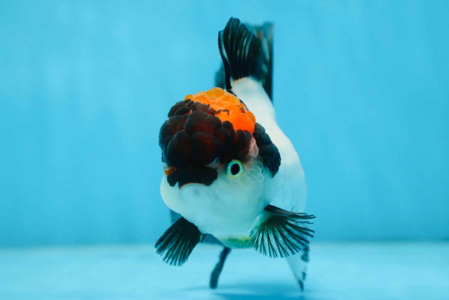 Tricolor Oranda Female 5 inches #090525OR_18