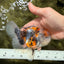 Calico Oranda Male 5-5.5 inches #050126OR_12