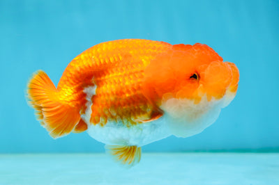 A Grade Red White LionQueen 4.5 inches #062725LC_06