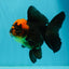 AAA Grade Red Head Apache Oranda Female 5-5.5 inches #1011OR_07