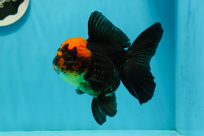 AAA Grade Red Head Apache Oranda Female 5-5.5 inches #1011OR_07