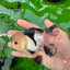 A Grade Tricolor Button Eyes Oranda Male 4.5 inches #0830OR_23