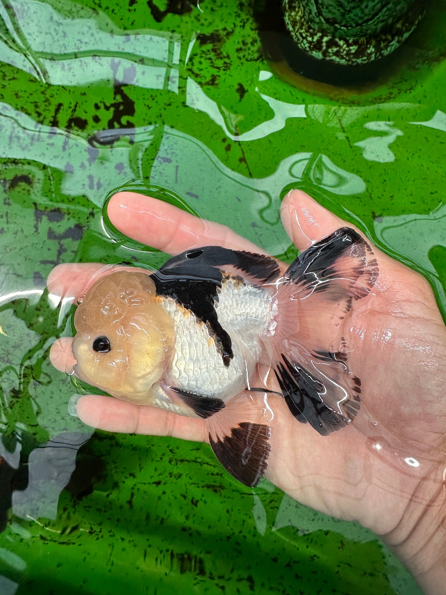 A Grade Tricolor Button Eyes Oranda Male 4.5 inches #0830OR_23