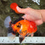 A Grade Apache Oranda Male 6 inches #080726OR_05