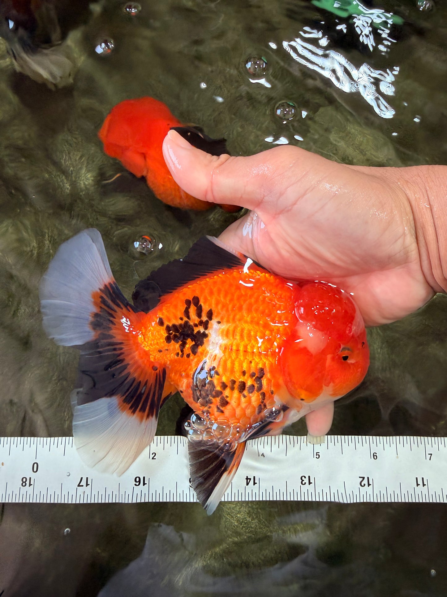 A Grade Apache Oranda Male 6 inches #080726OR_05
