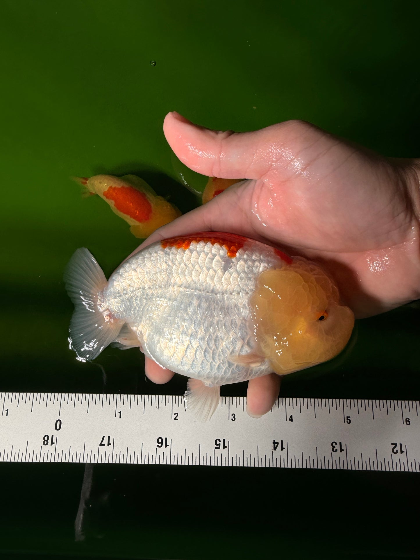 A Grade Red White LionQueen 5 inches #041026LC_14