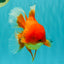 A Grade Red Oranda Male 6.5 inches #100926OR_19