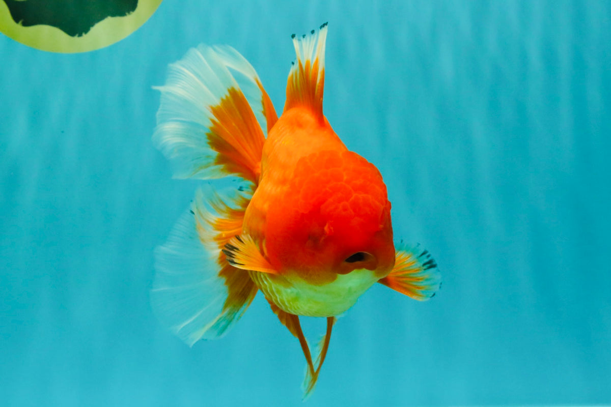 A Grade Red Oranda Male 6.5 inches #100926OR_19