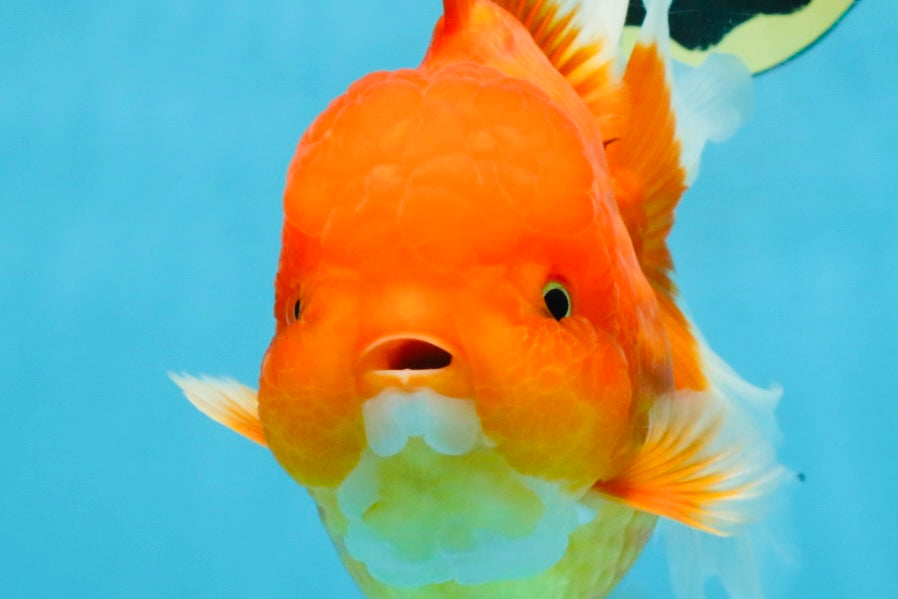 SUPER CUTE A Grade Red White Oranda Female 6.5 inches #110725OR_01