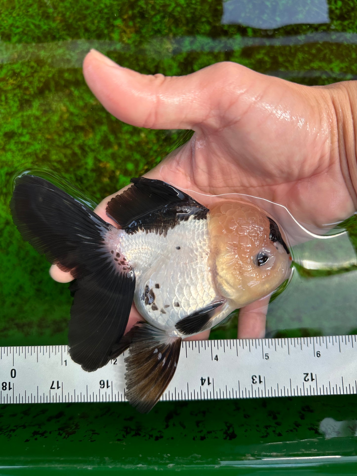 AAA Grade Panda Button Eyes Oranda Female 5.5 inches #1011OR_06