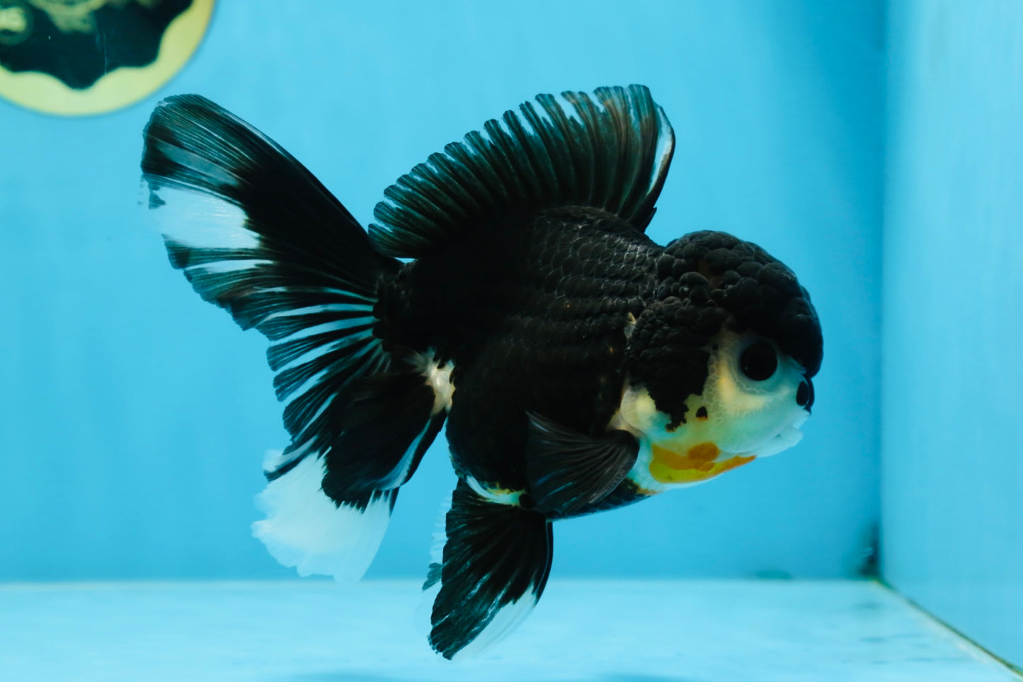 A Grade CHARLIE CHAPLIN Tricolor Button Eyes Oranda Female 5.5 inches #072525OR_21