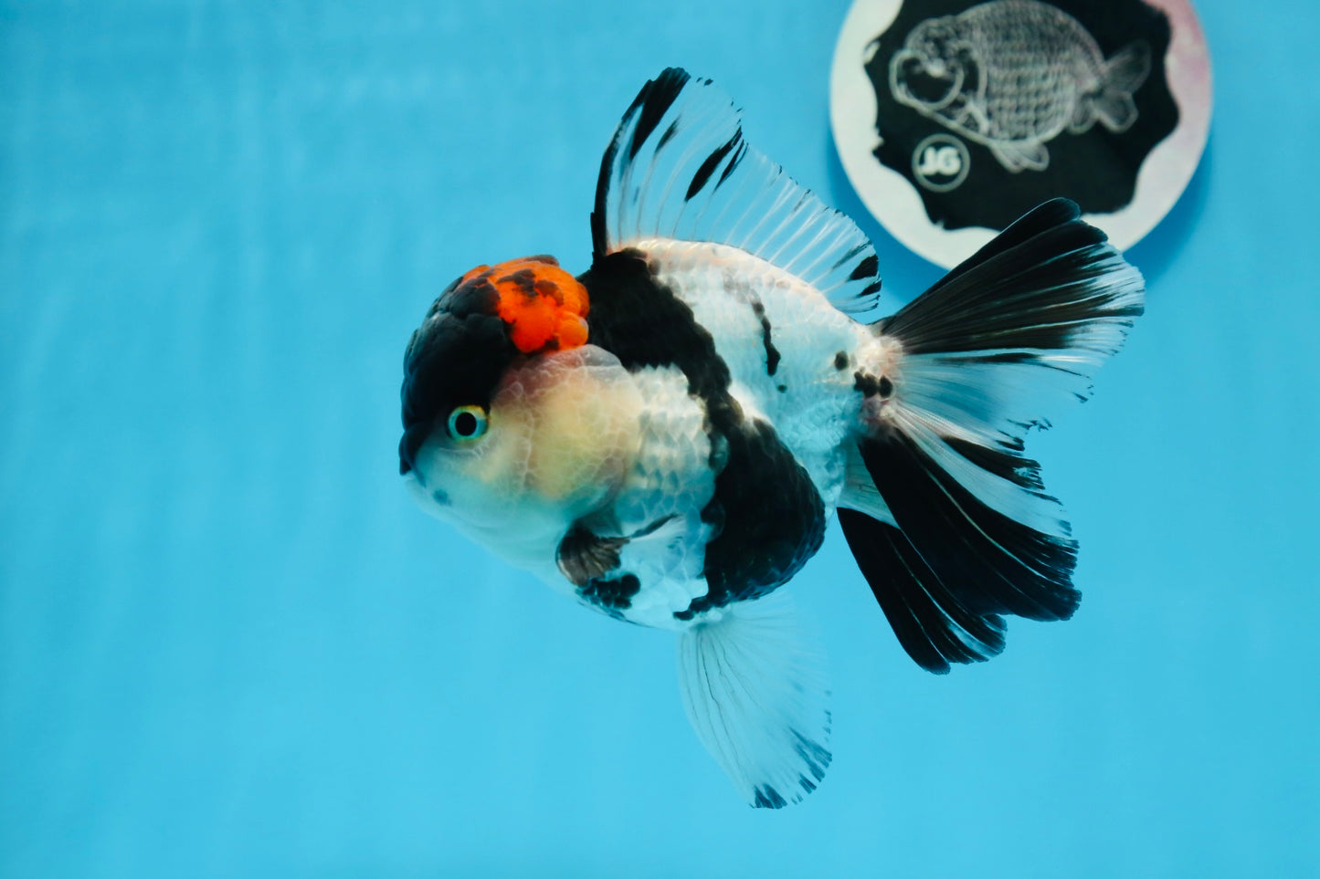 AAA Grade Tricolor Oranda Male 5 inches #0830OR_11