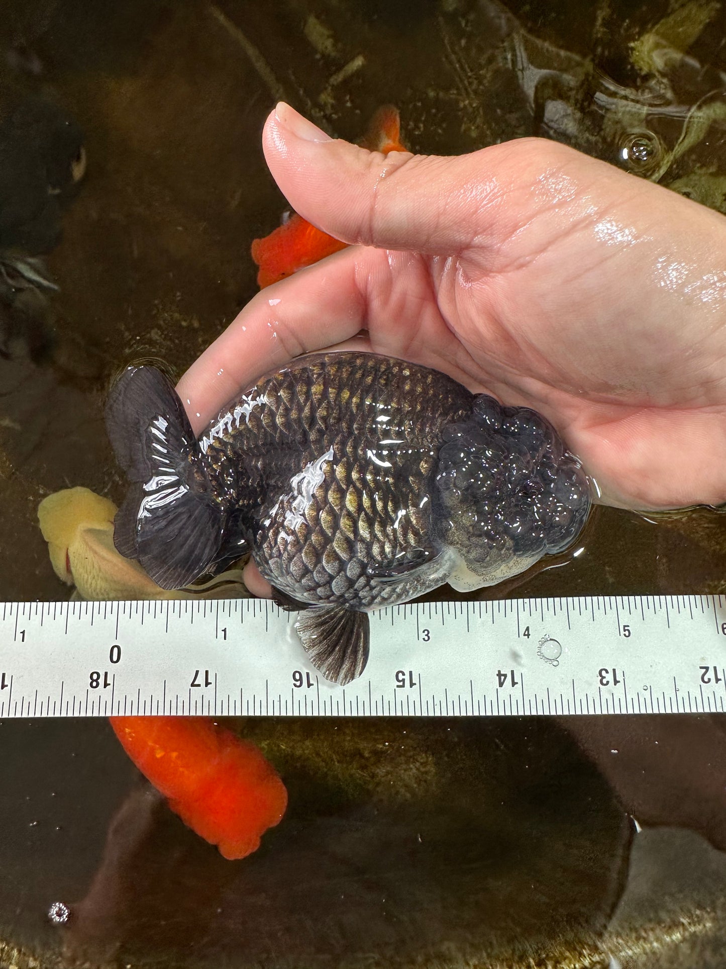 A Grade BIG WEN Black Blue LionQueen 4.5 inches #072525LC_01