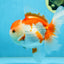 A Grade SUPER CUTE Red White Oranda Female 6 inches #082925OR_10