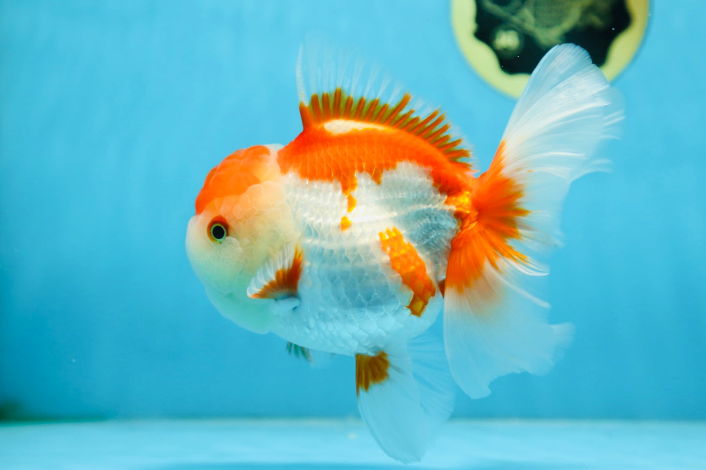 A Grade SUPER CUTE Red White Oranda Female 6 inches #082925OR_10