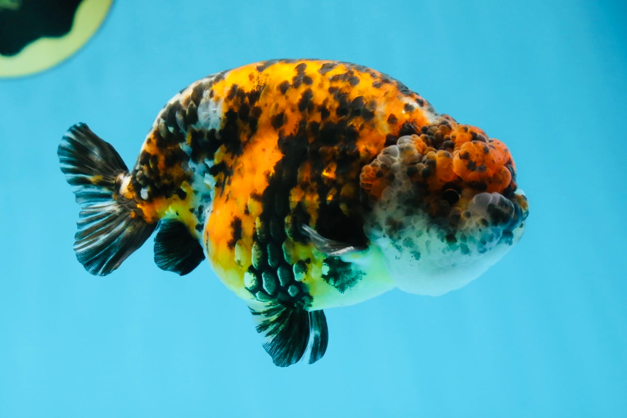 A Grade Speckle Beastie Calico Tiger LionKing 4.5-5 inches #062025LC_02