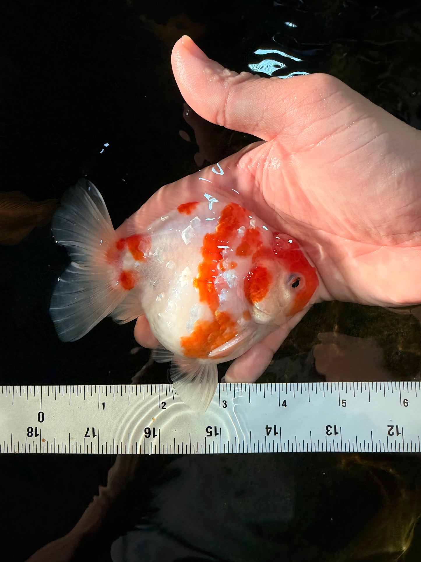 A Grade Young Godzilla Kohaku Sakura Yuanbao Male 4.5 inches #101725YB_28