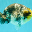 CHUBBY AAA Grade White Tiger Ranchu Male 5.5 inches #100226RC_29