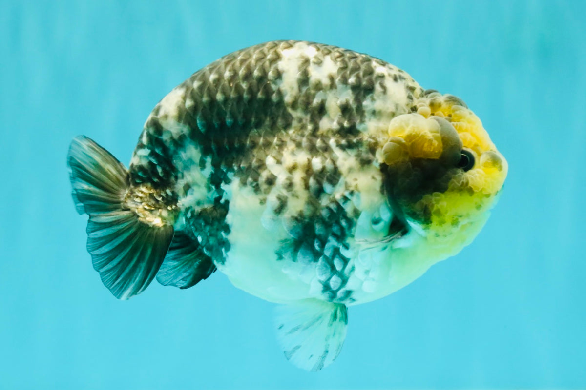 CHUBBY AAA Grade White Tiger Ranchu Male 5.5 inches #100226RC_29