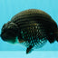 A Grade Black Ranchu Male 5-5.5 inches #071726RC_07