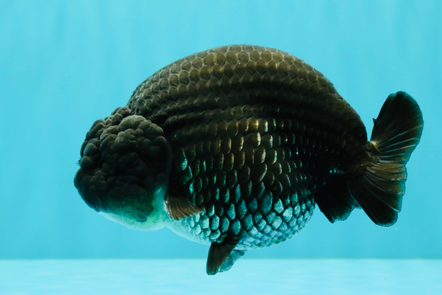 A Grade Black Ranchu Male 5-5.5 inches #071726RC_07