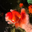 MARIO AAA Grade Red White Oranda Male 5.5 inches #030626OR_20
