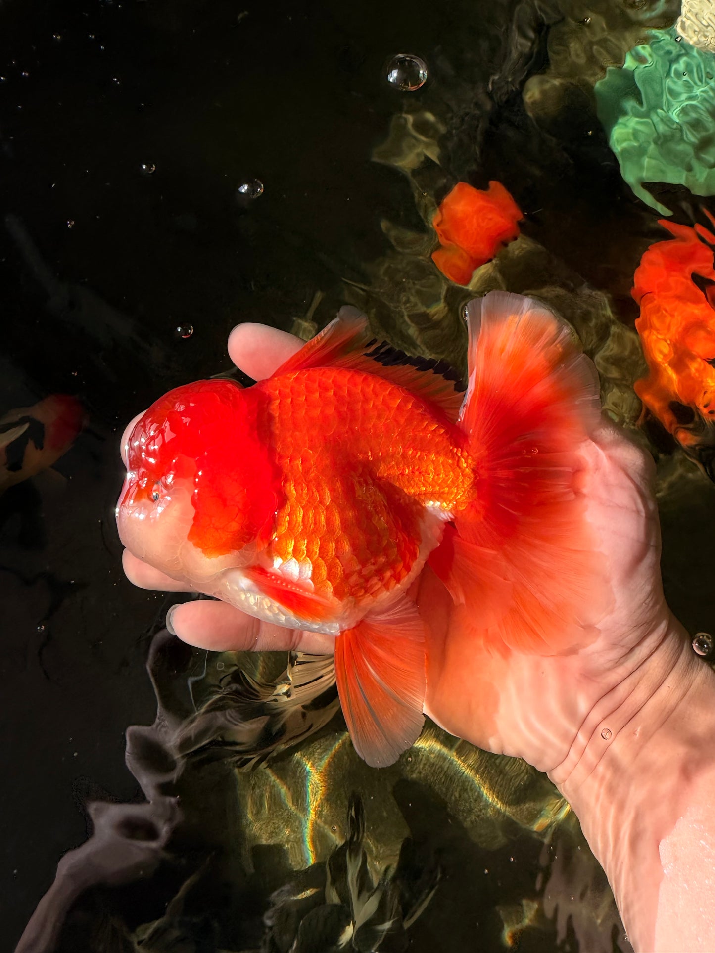 MARIO AAA Grade Red White Oranda Male 5.5 inches #030626OR_20