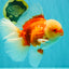FLUFFY TAIL AAA Grade Super Red White Oranda Male 7.5-8 inches #061926OR_02