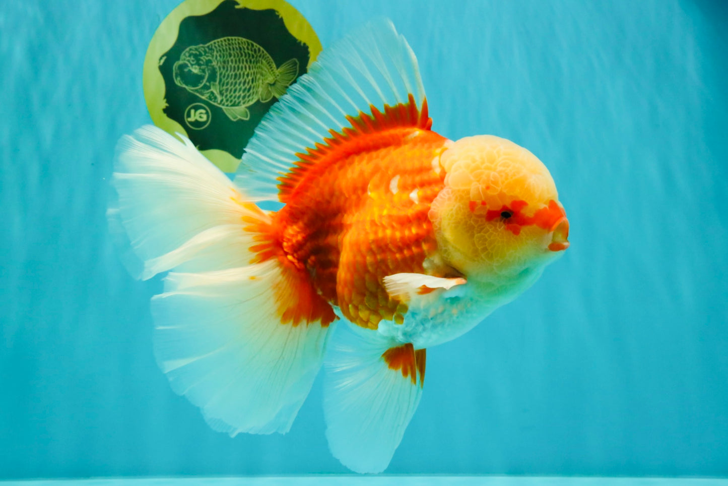 FLUFFY TAIL AAA Grade Super Red White Oranda Male 7.5-8 inches #061926OR_02