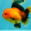 CHARLIE A Grade Apache Oranda Female 6-6.5 inches #080726OR_06
