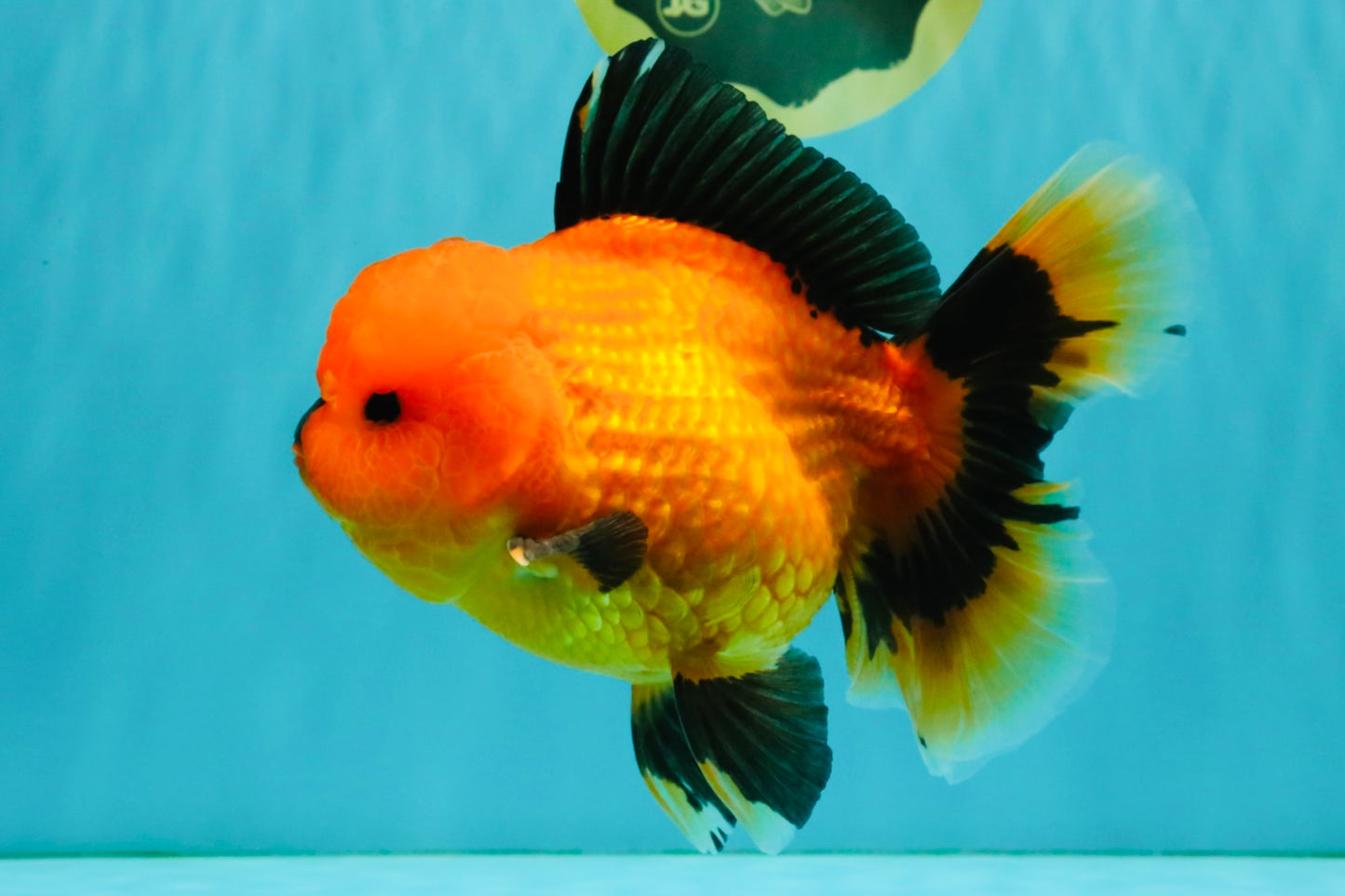 CHARLIE A Grade Apache Oranda Female 6-6.5 inches #080726OR_06