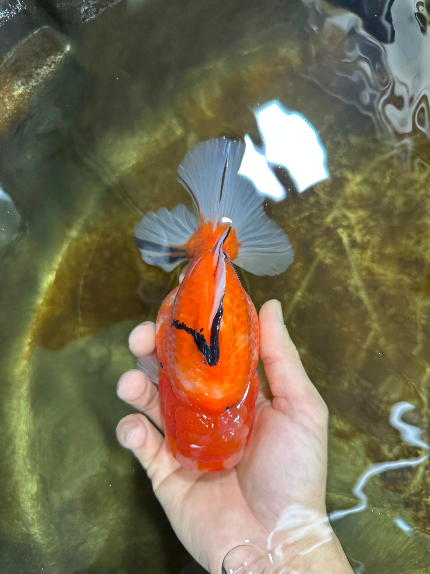 A Grade Sakura Oranda Female 6-6.5 inches #060625OR_11