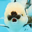 A Grade Panda Oranda Male 5.5 inches #120624OR_01