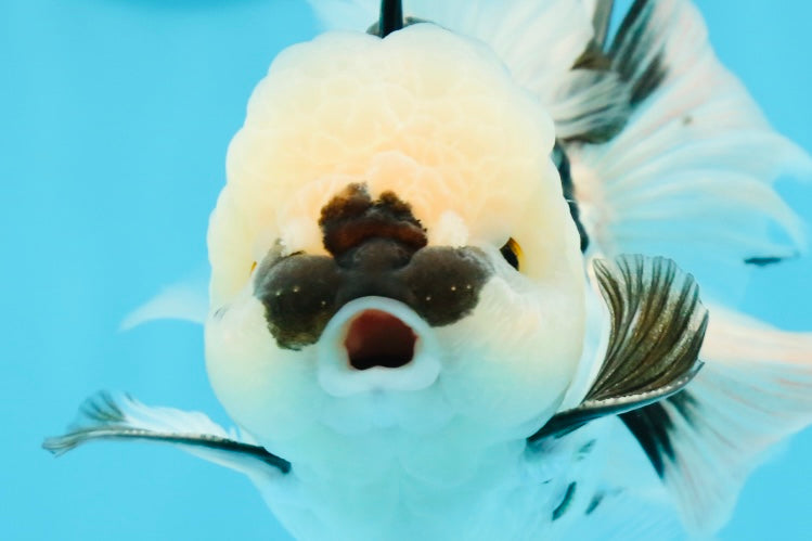 A Grade Panda Oranda Male 5.5 inches #120624OR_01