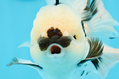 A Grade Panda Oranda Male 5.5 inches #120624OR_01