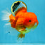 SUPER CUTE A Grade Red White Oranda Female 6.5 inches #110725OR_01
