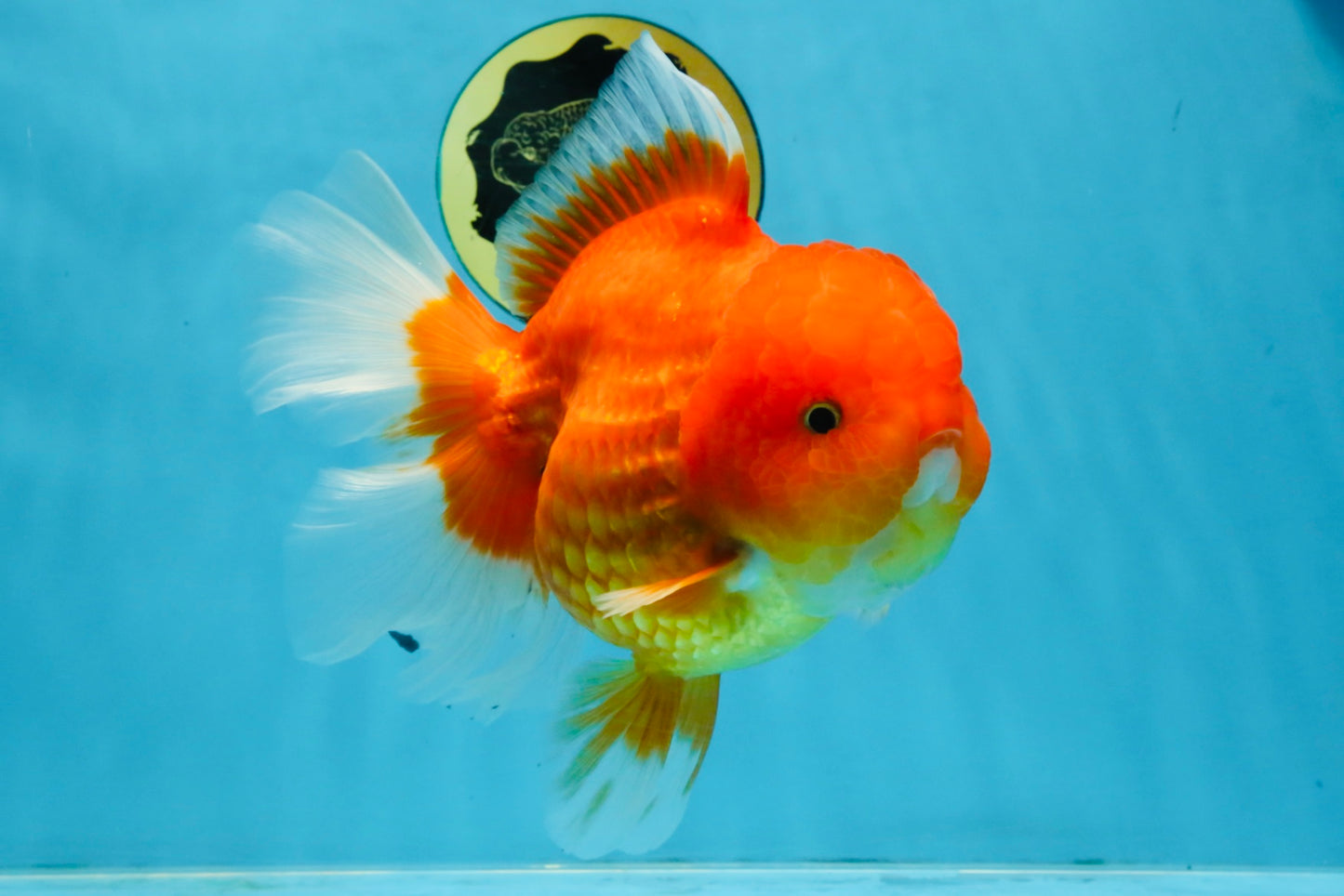 SUPER CUTE A Grade Red White Oranda Female 6.5 inches #110725OR_01