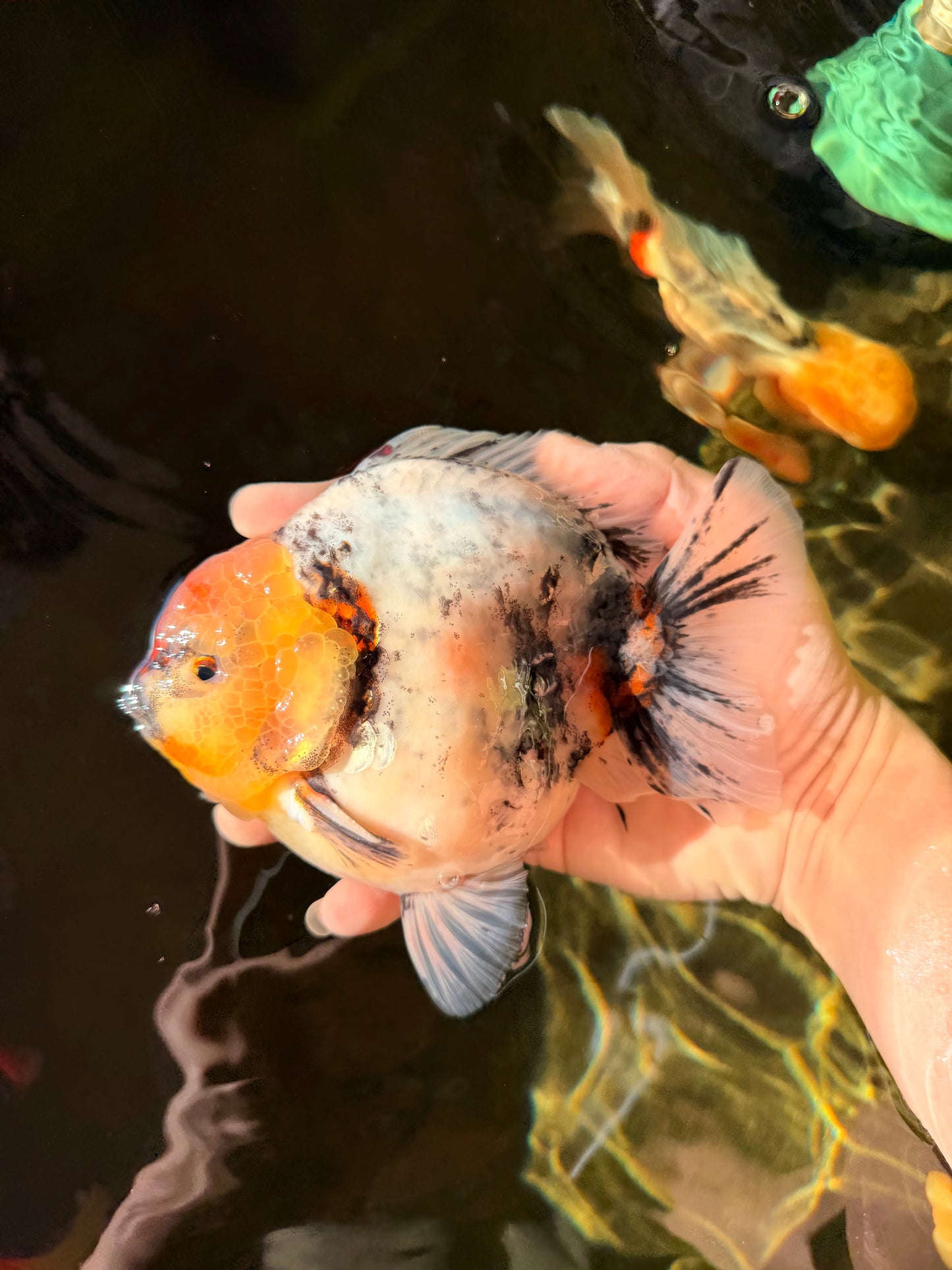 A Grade Godzilla Marble Yuanbao Male 6 inches #022726YB_03