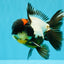 BATMAN AAA Grade Tricolor Oranda Male 5.5 inches #022026OR_09