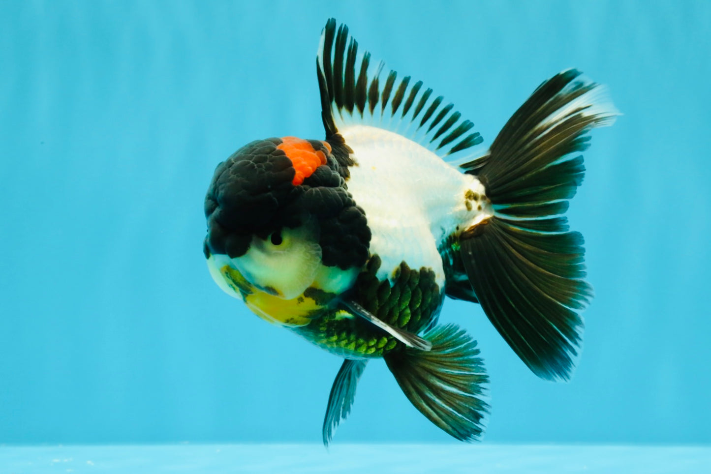 BATMAN AAA Grade Tricolor Oranda Male 5.5 inches #022026OR_09