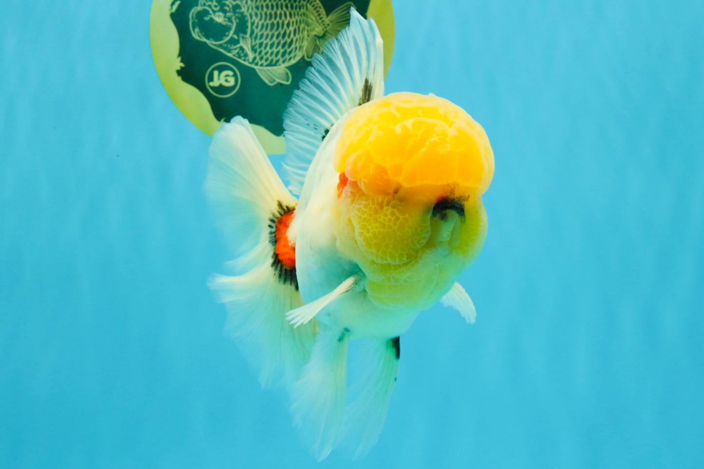 AAA Grade Marble Oranda Male 6.5 inches #022026OR_07