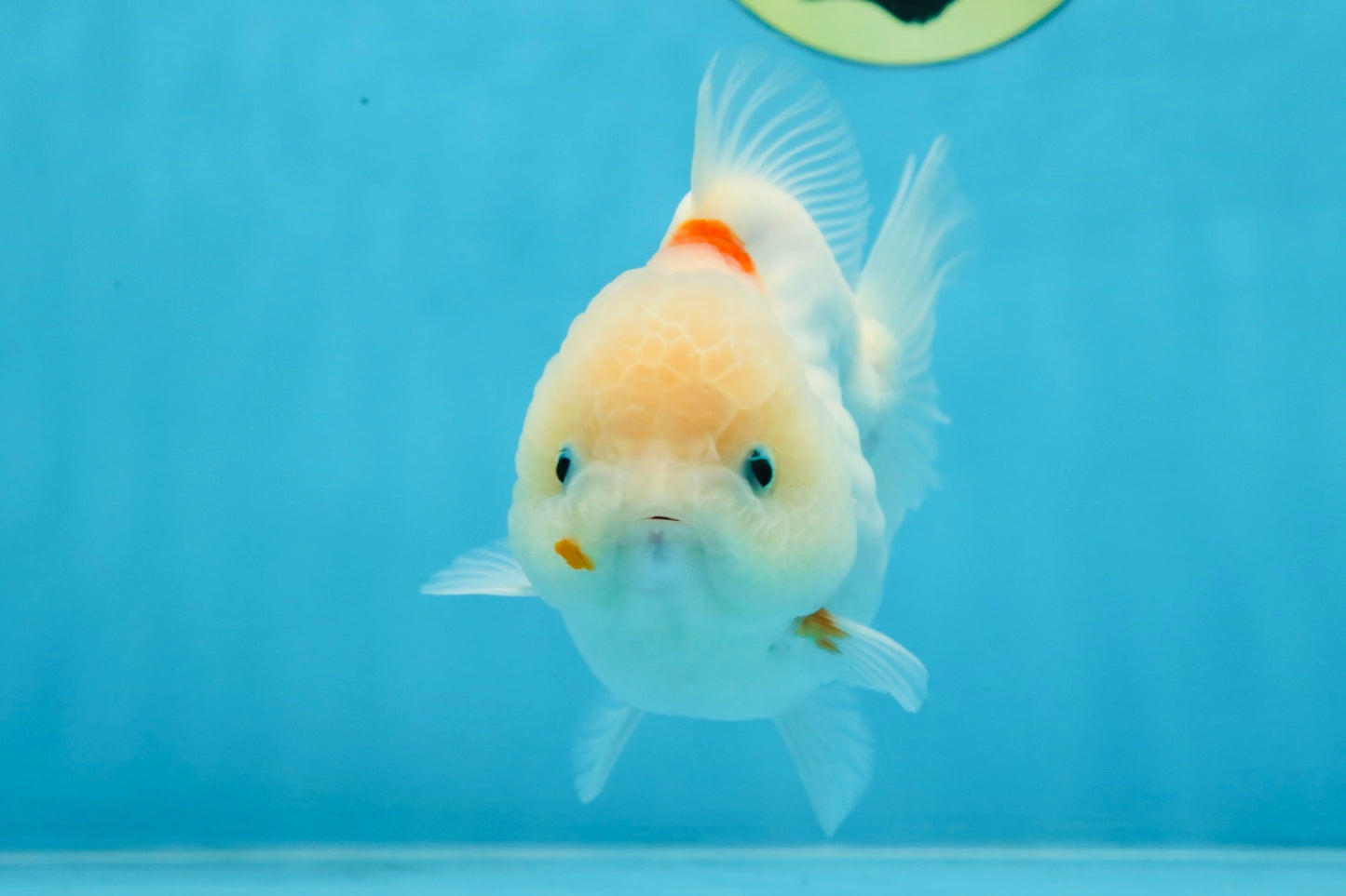 ADORABLE White Sakura Yuanbao Female 4.5 inches #101725YB_30