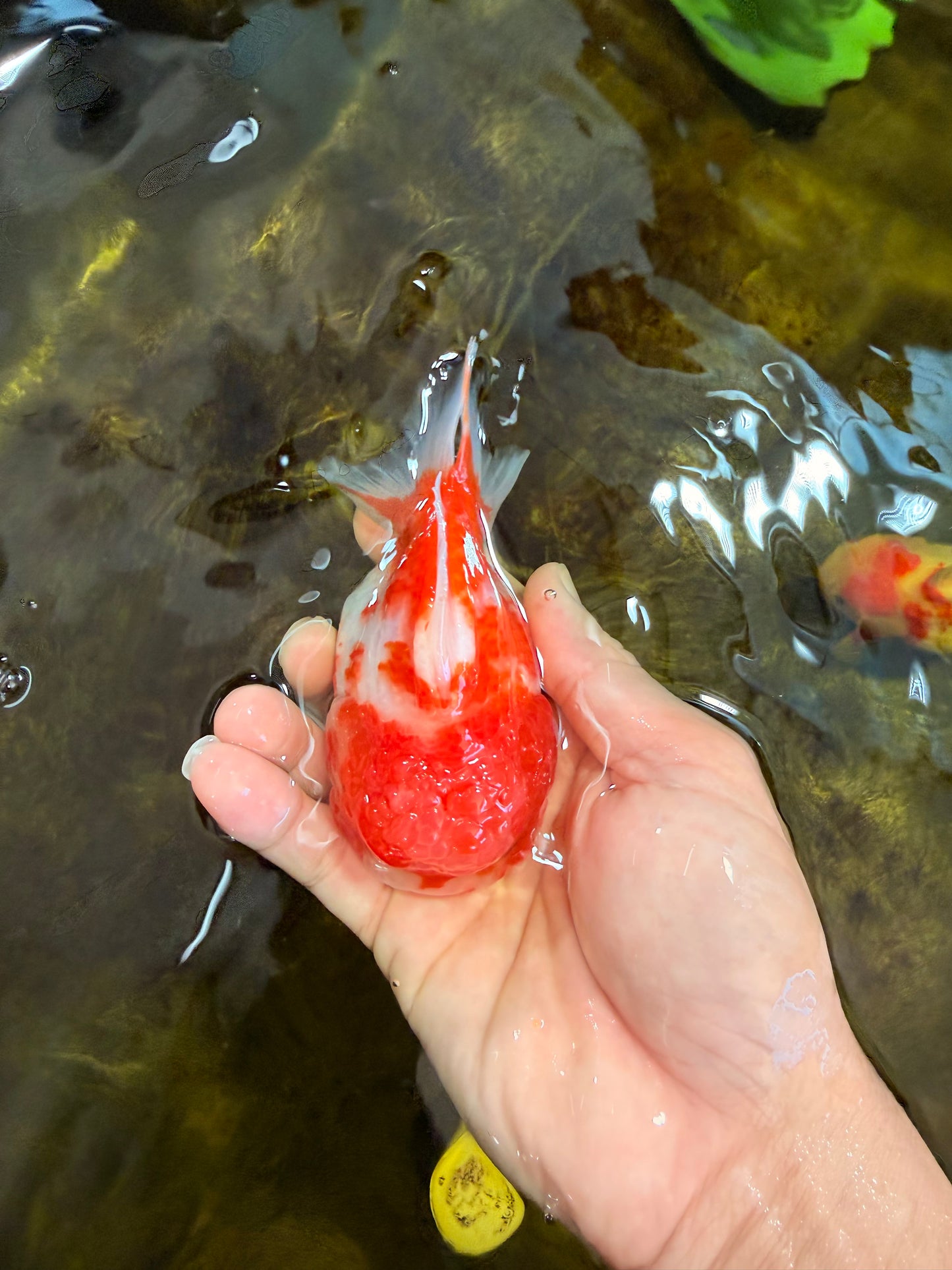 AAA Grade Cherry Sakura Yuanbao Female 4-4.5 inches #101025YB_24