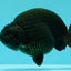 CHUBBY AAA Grade Black Ranchu Female 5-5.5 inches #062626RC_11