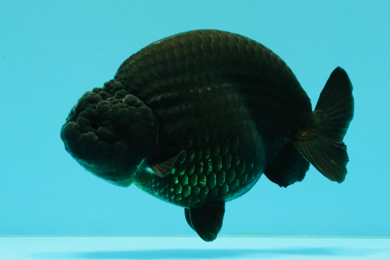 CHUBBY AAA Grade Black Ranchu Female 5-5.5 inches #062626RC_11