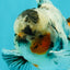 Marble Oranda Male 5.5 inches #071026OR_35