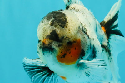Marble Oranda Male 5.5 inches #071026OR_35